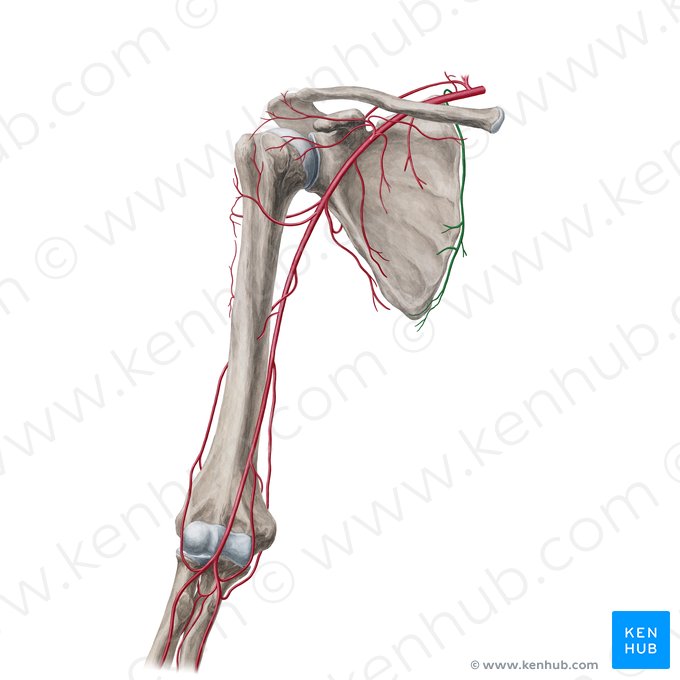 Arteria dorsal de la escápula (Arteria dorsalis scapulae); Imagen: Yousun Koh