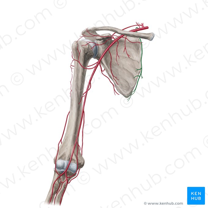 Artère dorsale de la scapula (Arteria dorsalis scapulae); Image : Yousun Koh