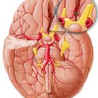 Anterior communicating artery