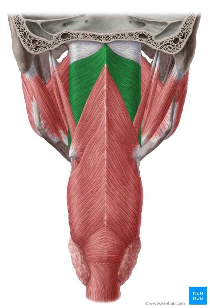 Superior pharyngeal constrictor: Anatomy, action | Kenhub