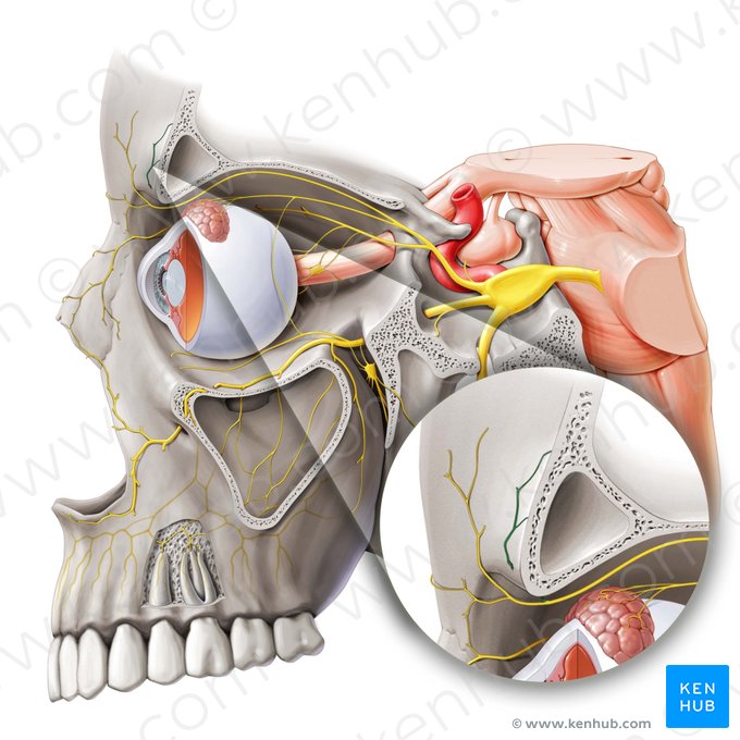 Nervo supraorbital (Nervus supraorbitalis); Imagem: Paul Kim