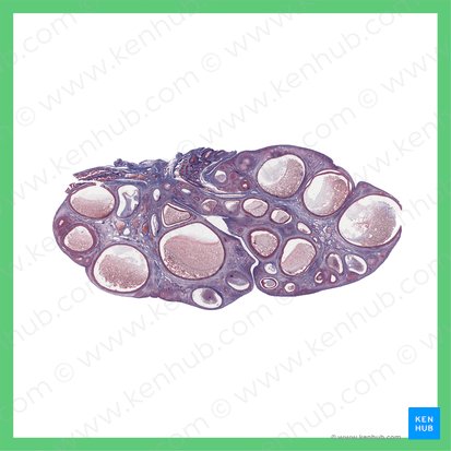 Ovarium (phasis ovulatoria) (Eierstock (Ovulationsphase)); Bild: 