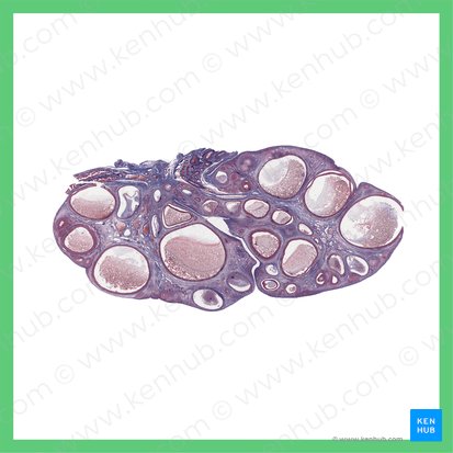 Fase ovulatoria del ovario (Ovarium (phasis ovulatoria)); Imagen: 