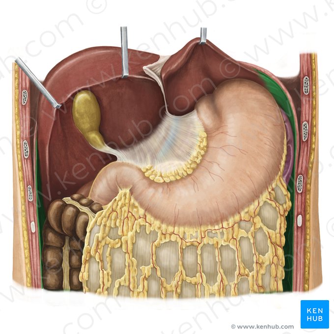 Peritoneum parietale (Parietales Bauchfell); Bild: Irina Münstermann