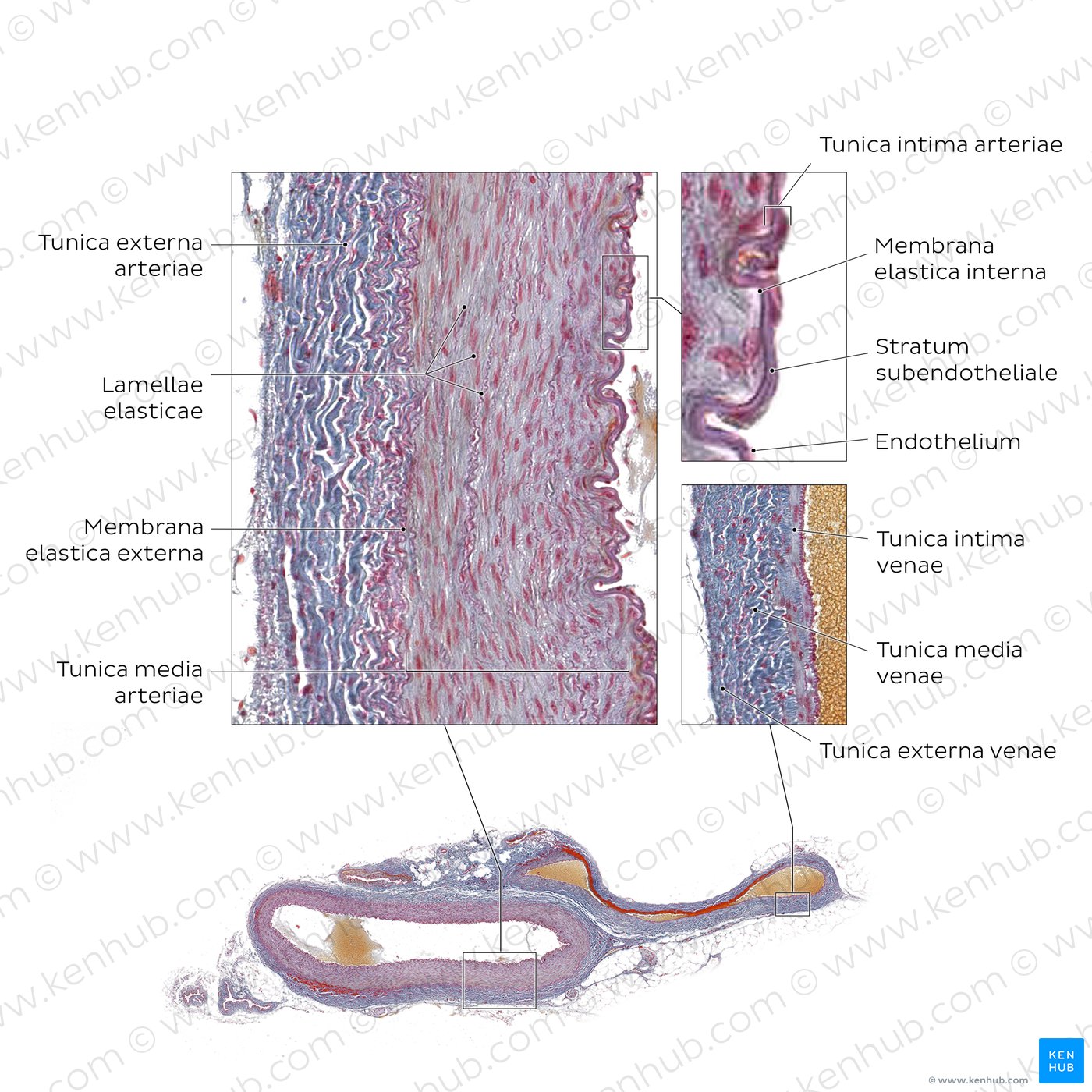 Histologische Färbung der Arterien- und Venenwand