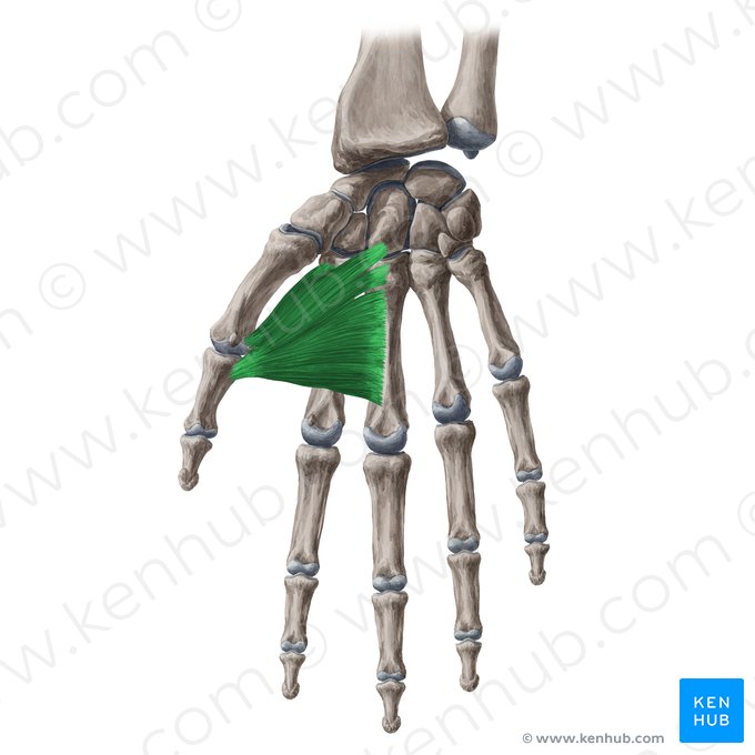 Músculo aductor del pulgar (Musculus adductor pollicis); Imagen: Yousun Koh