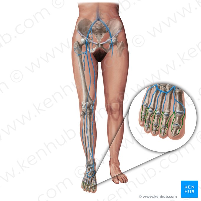 Dorsal digital veins of foot (Venae digitales dorsales pedis); Image: Paul Kim