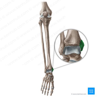 Maleolo medial de la tibia (Malleolus medialis tibiae); Imagen: Liene Znotina