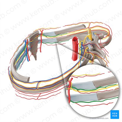 Arteria intercostal anterior (Arteria intercostalis anterior); Imagen: Paul Kim