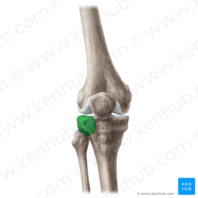 Cóndilo lateral de la tibia (Condylus lateralis tibiae); Imagen: Liene Znotina