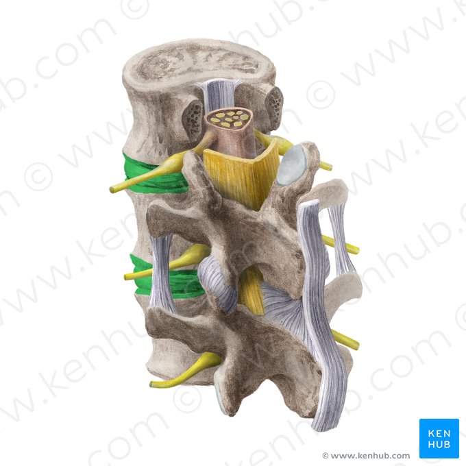 Intervertebral symphysis (Symphysis intervertebralis); Image: Liene Znotina