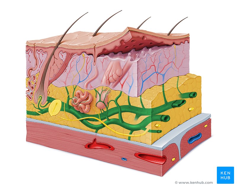 Subcutaneous plexus - cross-sectional view