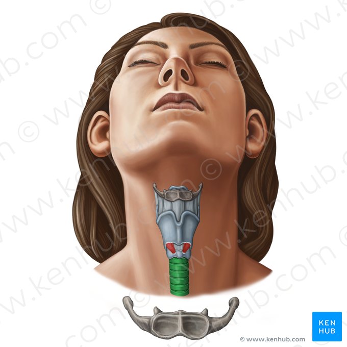 Traqueia (Trachea); Imagem: Irina Münstermann