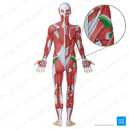 Gluteus medius muscle (Musculus gluteus medius); Image: Irina Münstermann