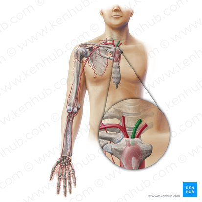 Left common carotid artery (Arteria carotis communis sinistra); Image: Paul Kim