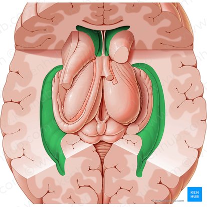 Lateral ventricle (Ventriculus lateralis); Image: Paul Kim