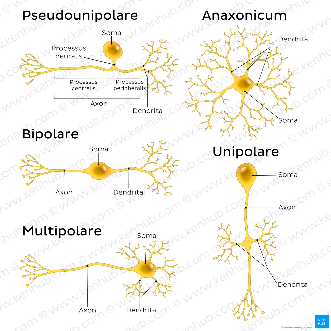 An image showing 5 types of neurons (pseudounipolar, bipolar, multipolar, anaxonic, unipolar).