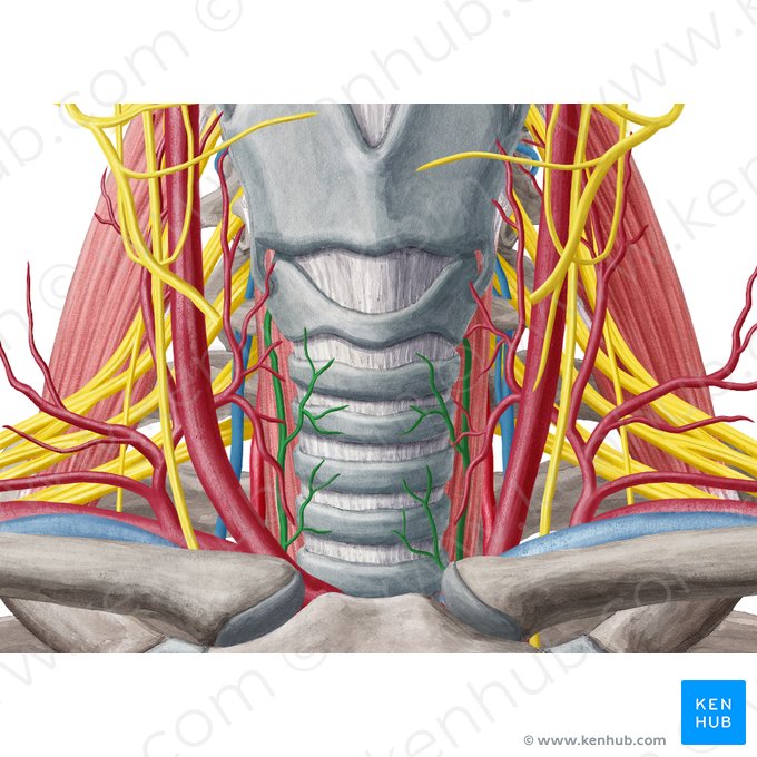 Nervo laríngeo recorrente (Nervus laryngeus recurrens); Imagem: Yousun Koh