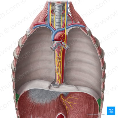 Costodiaphragmatic recess (Recessus costodiaphragmaticus); Image: Yousun Koh