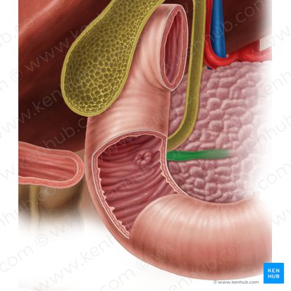 Pancreatic duct (Ductus pancreaticus); Image: Samantha Zimmerman