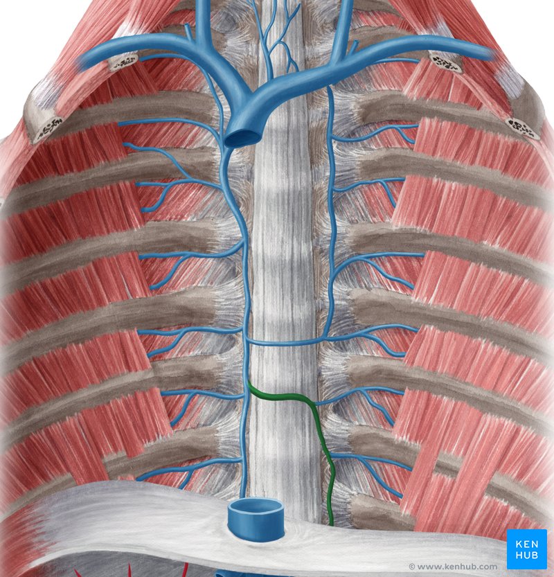 Hemiazygous vein - ventral view