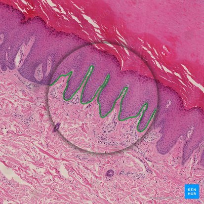 Basement membrane (Membrana basalis); Image: 