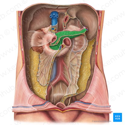 Páncreas (Pancreas); Imagen: Irina Münstermann