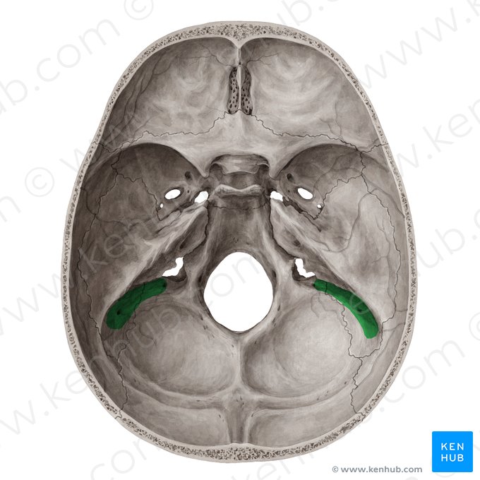 Surco del seno sigmoideo (Sulcus sinus sigmoidei ossis temporalis); Imagen: Yousun Koh
