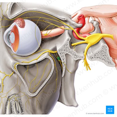 Pterygopalatine ganglion (Ganglion pterygopalatinum); Image: Paul Kim