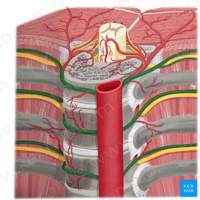 Arteria intercostalis posterior (Hintere Zwischenrippenarterie); Bild: Rebecca Betts