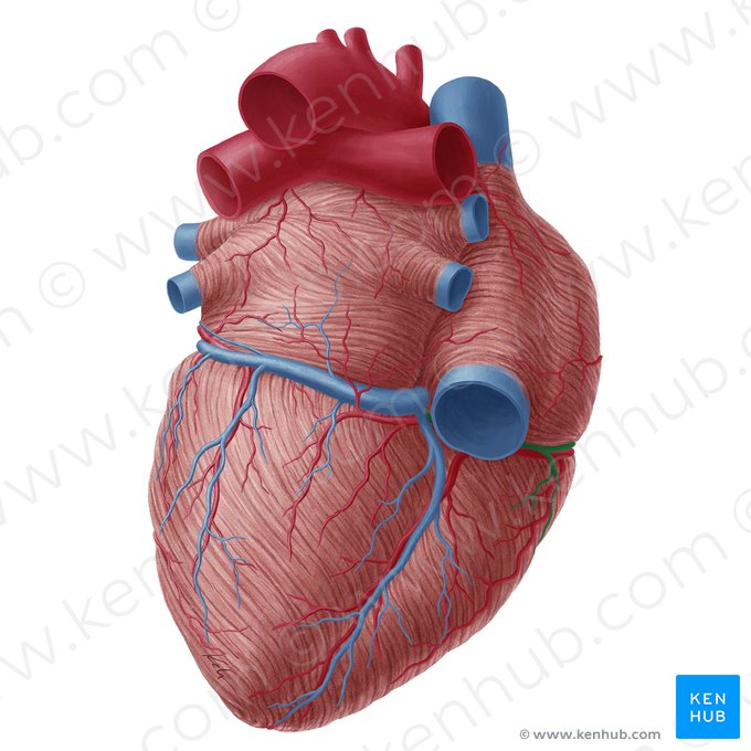 Vena cardíaca menor (Vena cardiaca parva); Imagen: Yousun Koh