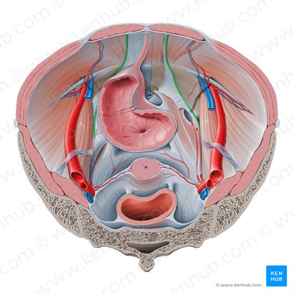 Ligamento umbilical medial (Ligamentum umbilicale mediale); Imagen: Paul Kim