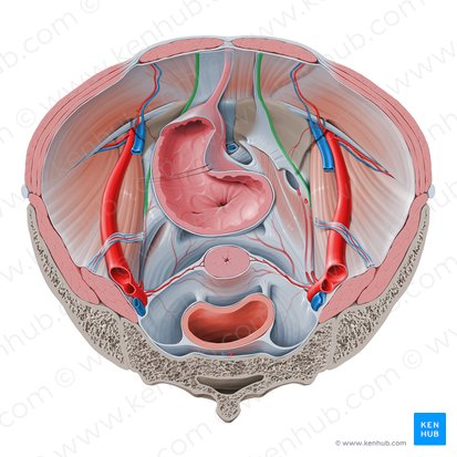 Ligamentum umbilicale mediale (Inneres Nabelband); Bild: Paul Kim