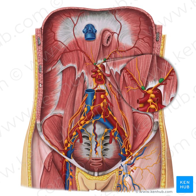 Nœuds lymphatiques diaphragmatiques inférieurs (Nodi lymphoidei phrenici inferiores); Image : Irina Münstermann