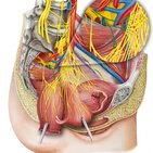 Pelvic splanchnic nerves