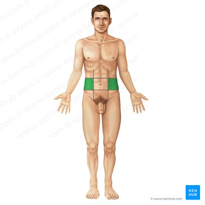 Flanco (Regio lateralis abdominis); Imagen: Irina Münstermann
