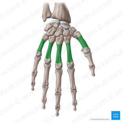 Cuerpo del metacarpiano (Corpus ossis metacarpi); Imagen: Paul Kim