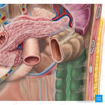 Descending colon (Colon descendens); Image: Irina Münstermann