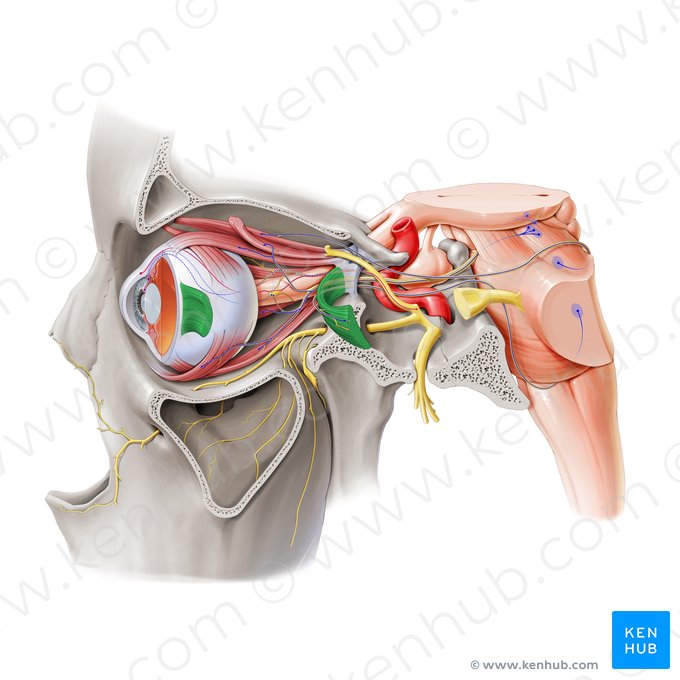 Músculo recto lateral (Musculus rectus lateralis); Imagen: Paul Kim