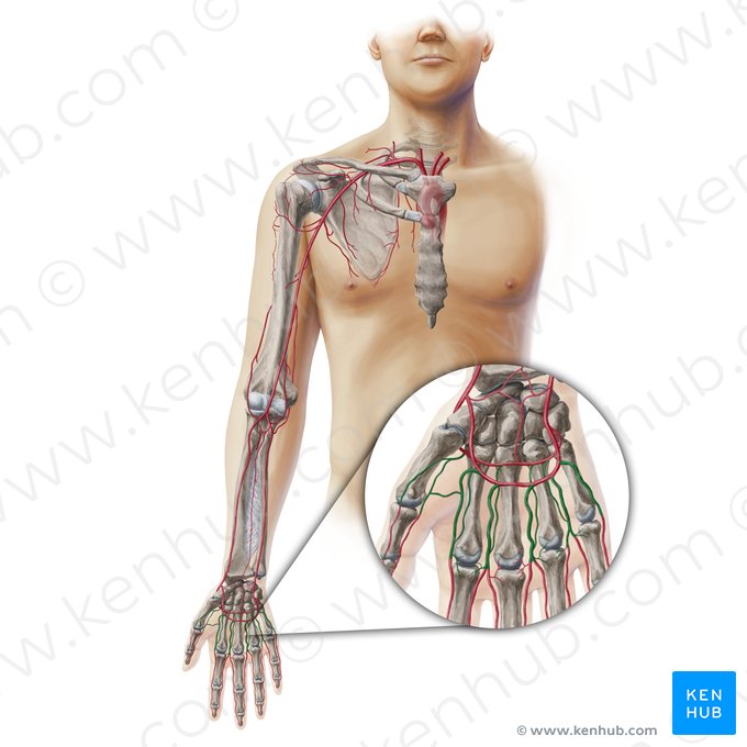 Arteriae metacarpeae (Mittelhandarterien); Bild: Paul Kim