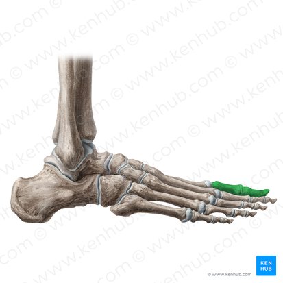 Hallux (Großer Zeh); Bild: Liene Znotina