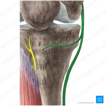 Saphenous nerve (Nervus saphenus); Image: Liene Znotina