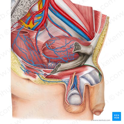 Vena dorsalis profunda penis (Tiefe Rückenvene des Penis); Bild: Irina Münstermann