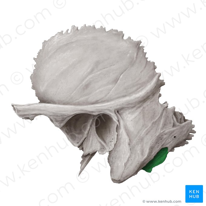 Incisura mastoidea del hueso temporal (Incisura mastoidea ossis temporalis); Imagen: Samantha Zimmerman