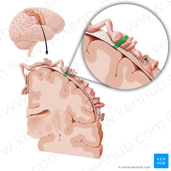 Cortex sensoriel de l'annulaire (Cortex sensorius digiti anularis); Image : Paul Kim