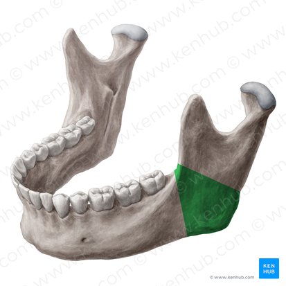 Angle of mandible (Angulus mandibulae); Image: Yousun Koh