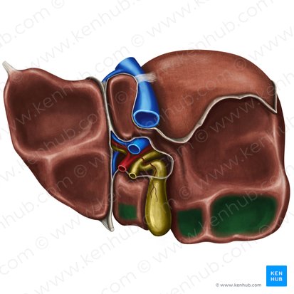 Impressio colica hepatis (Dickdarmabdruck der Leber); Bild: Irina Münstermann