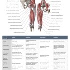 Muscle anatomy reference charts