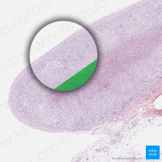 Zona reticularis; Image: 