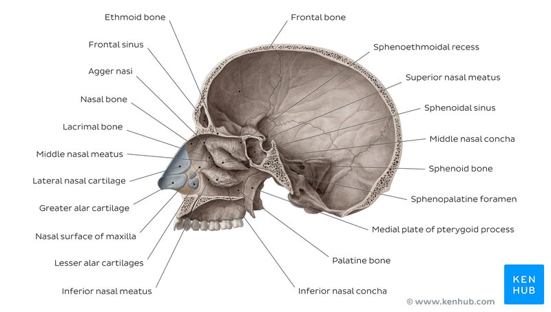 Bones of the nasal cavity - sagittal section showing lateral wall